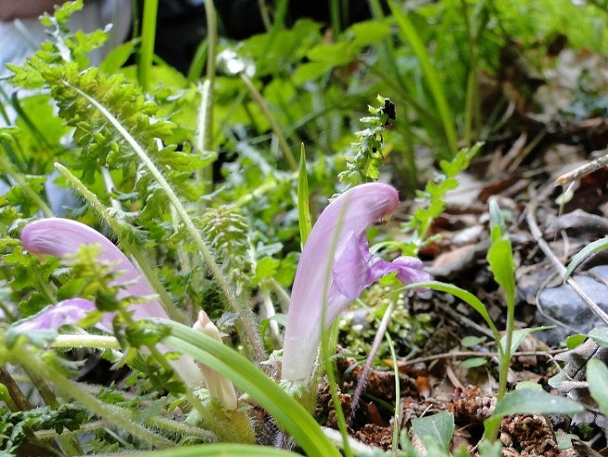 Pedicularis acaulis Scop. / Pedicolare primaticcia